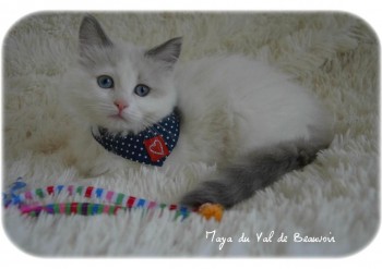 femelle blue bicolour - Chatterie Ragdolls du Val de Beauvoir